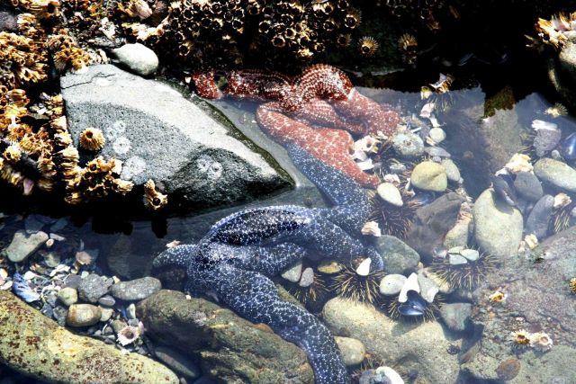 Large blue and orange starfish, barnacles, green sea urchins, a few limpets, and a few mussel shells in an Aleutian tidepool. Picture