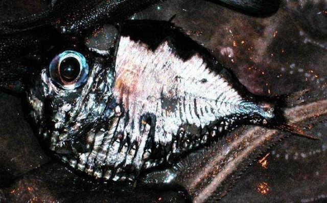 Hatchetfish Picture