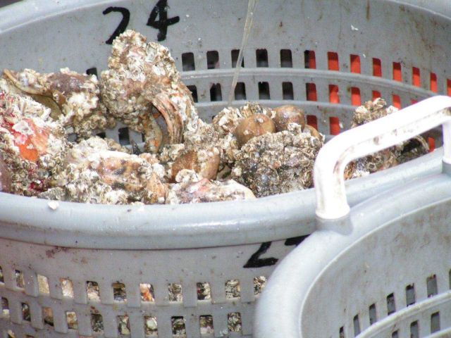 Hermit crabs Picture