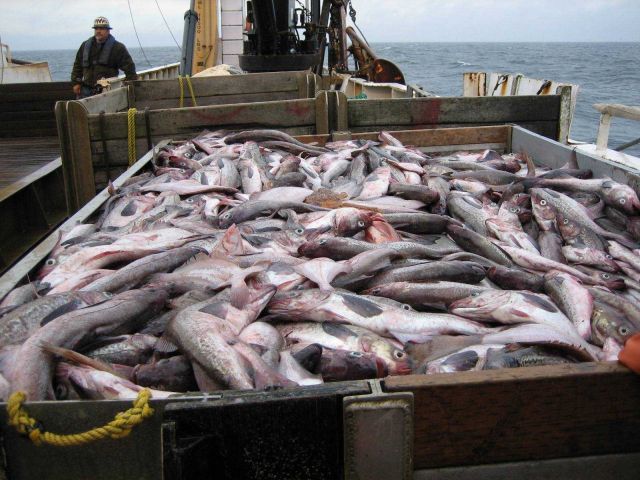 Fishes Picture