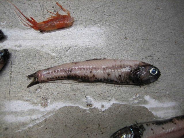 Fishes Picture
