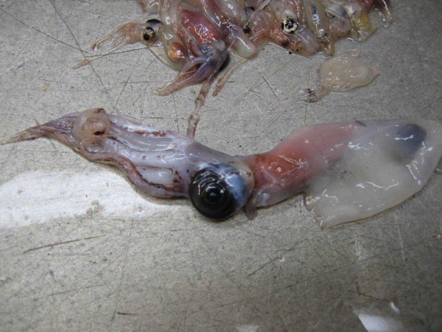 Fishes Picture
