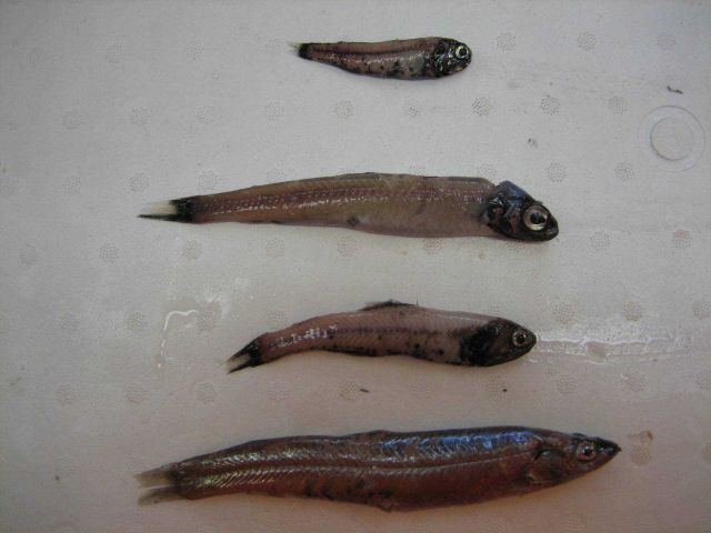Fishes Picture