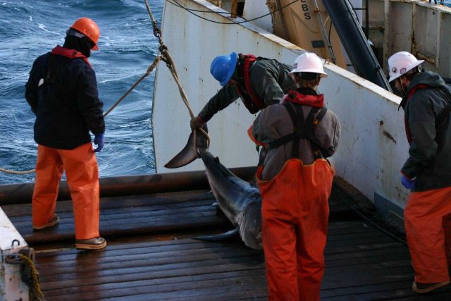Fishes Picture