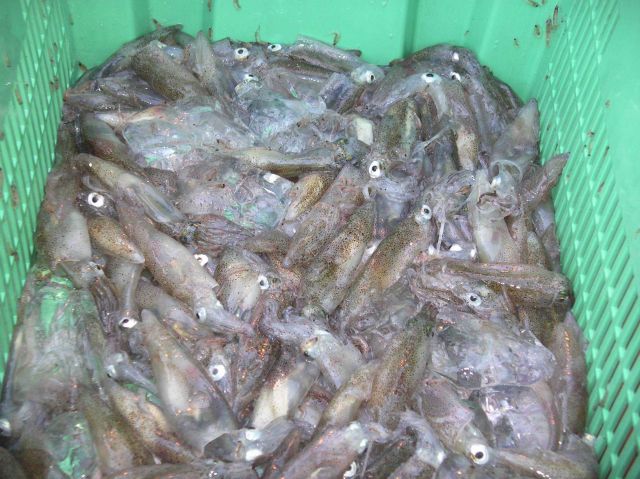 Market squid (the source of much calamari) Picture