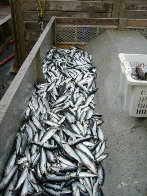 Herring Picture