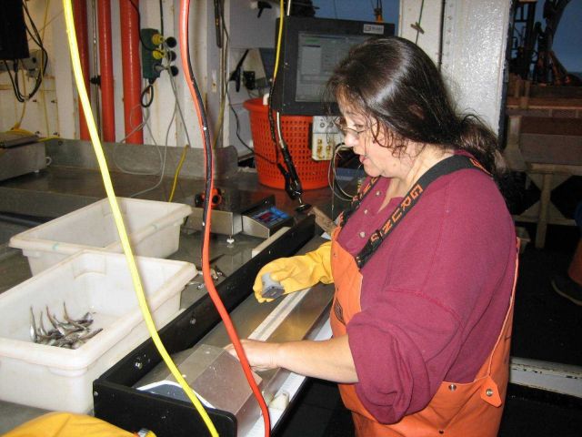 Measuring fish. Picture