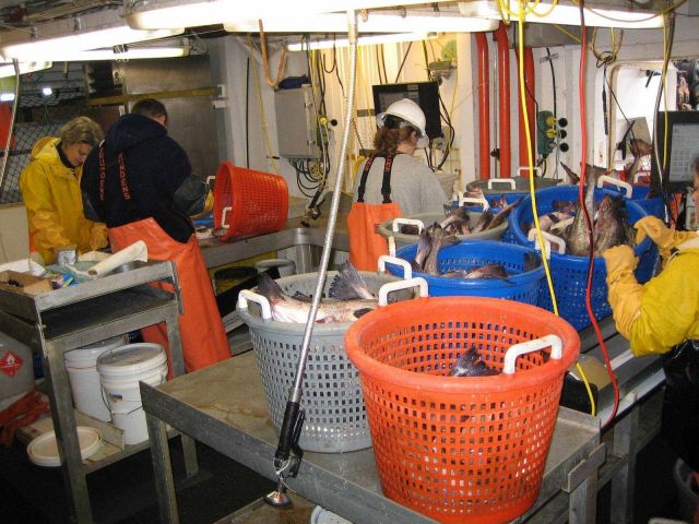 Sorted tubs of fish ready for study and measurement by scientific party. Picture
