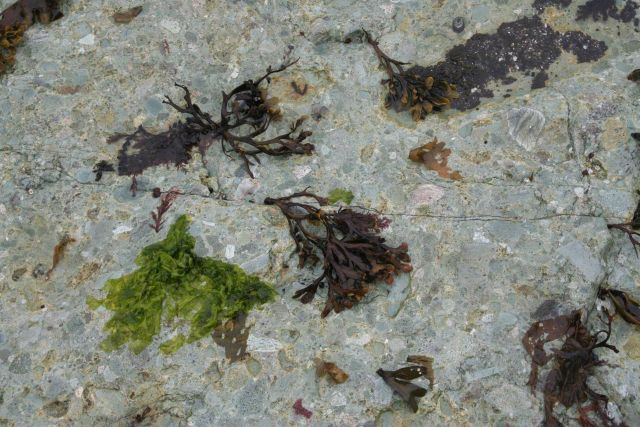 Dried algae above high tide line Picture
