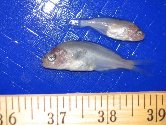 Measuring juvenile prowfish Picture
