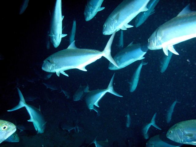 Fishes Picture