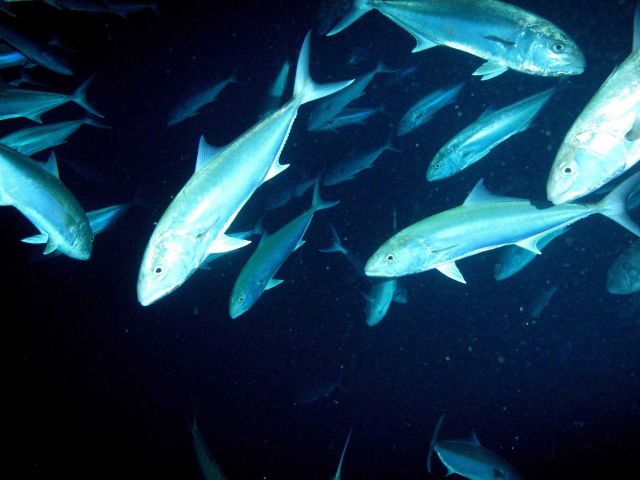 Fishes Picture
