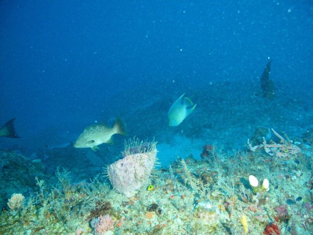 Fishes Picture