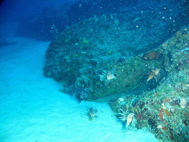Fish Picture