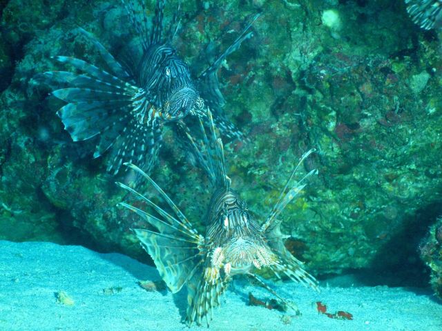Two large lionfish. Picture