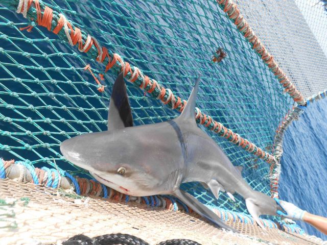 Sandbar shark in the cradle. Picture