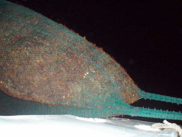 Trawl net filled with sargassum weed on NOAA Ship OREGON II. Picture