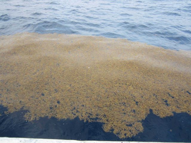 Sargassum weed. Picture