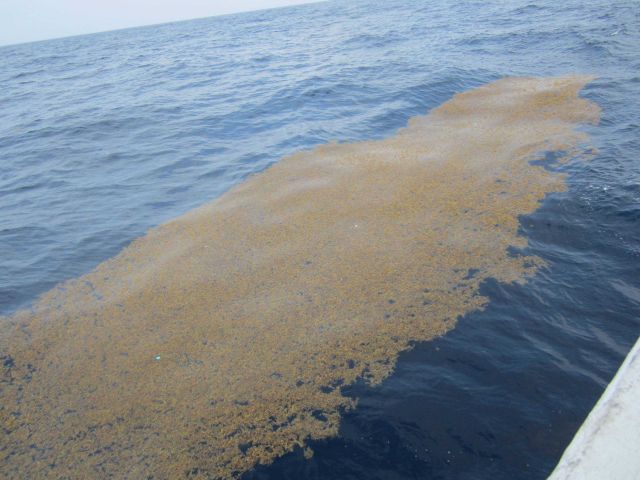 Sargassum weed. Picture