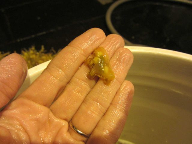 A little sargassum nudibranch Picture