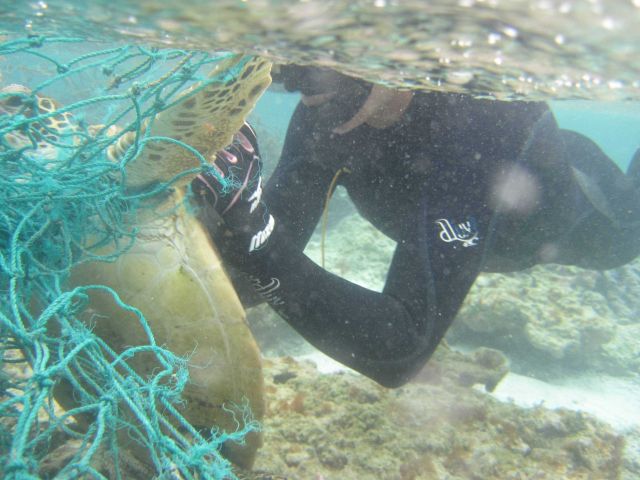 NOAA divers cut a Hawaiian green sea turtle free from a derelict fishing net during a recent mission to collect marine debris in the Northwestern Hawa Picture
