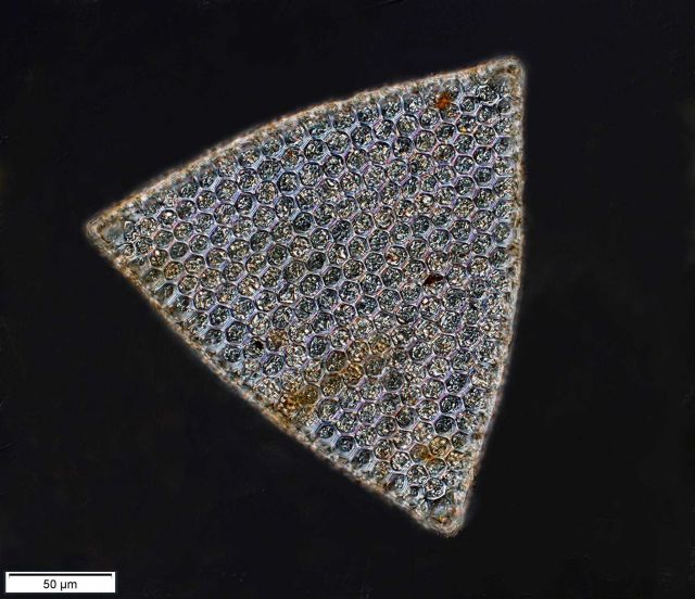 Triceratum favus (probably) from the Bay of Villefranche. Picture