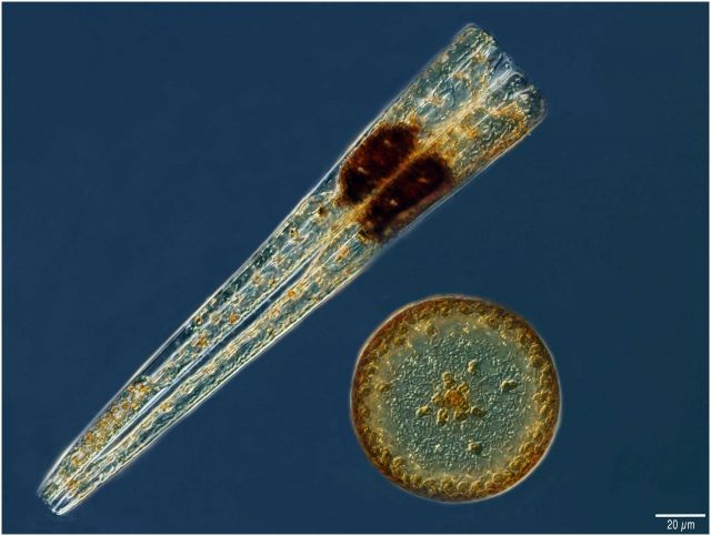 Micro cricket Picture