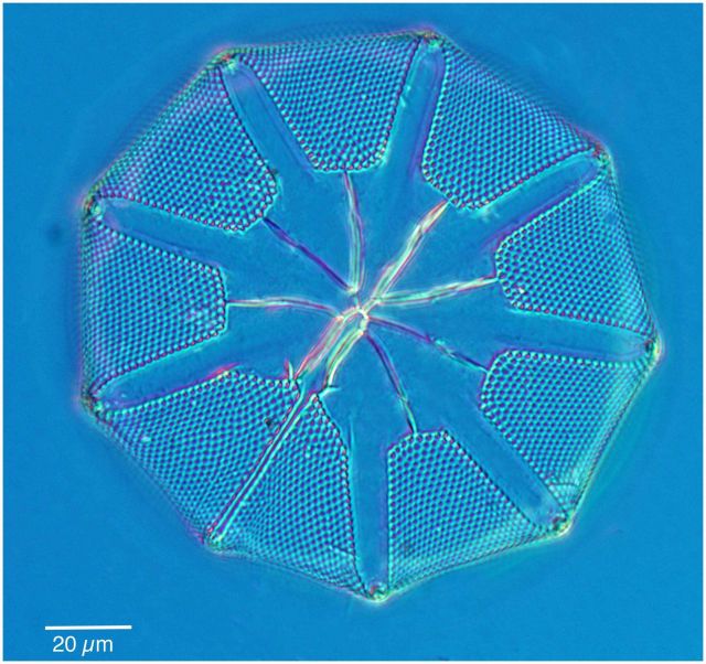 Amundsen Sea diatom valve, Asteromphalus sp. Picture