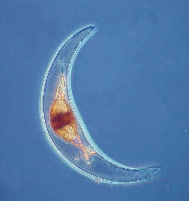 Pyrocystis lunula. Picture