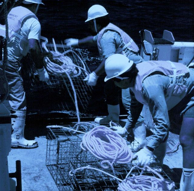 Putting over fish traps on the NOAA Ship TOWNSEND CROMWELL. Picture