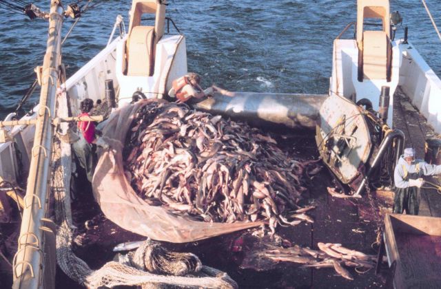 Cod end of the trawling net just after coming aboard with a catch during stock assessment surveys. Picture