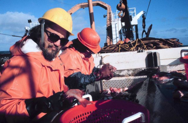 Sorting the catch for further study on the MILLER FREEMAN. Picture