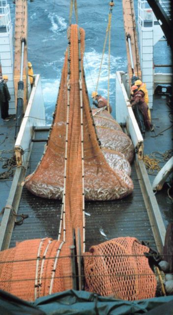 The cod end of the trawl coming aboard on the NOAA Ship MILLER FREEMAN during stock assessment surveys. Picture