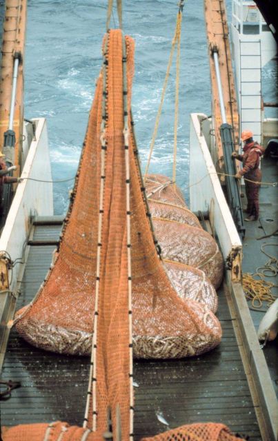 The cod end of the trawl coming aboard on the NOAA Ship MILLER FREEMAN during stock assessment surveys. Picture