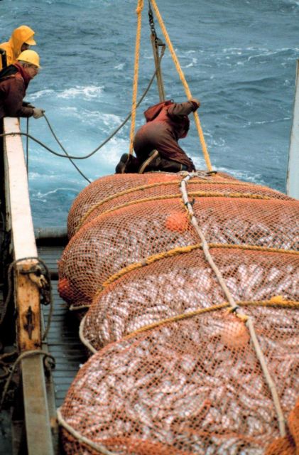 The cod end of the trawl coming aboard on the NOAA Ship MILLER FREEMAN during stock assessment surveys. Picture