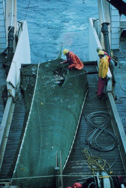 The cod end of the trawl coming aboard on the NOAA Ship MILLER FREEMAN during stock assessment surveys. Picture