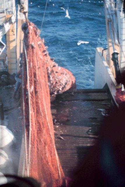 The cod end of the trawl coming aboard on the NOAA Ship MILLER FREEMAN during stock assessment surveys. Picture
