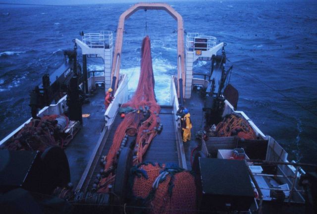 Deploying trawl net on the NOAA Ship MILLER FREEMAN. Picture