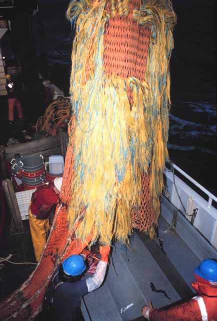 Emptying the catch on the sorting table Picture