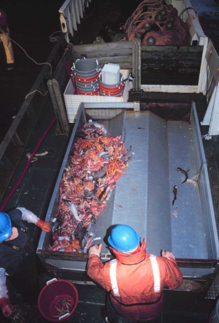Sorting the catch. Picture