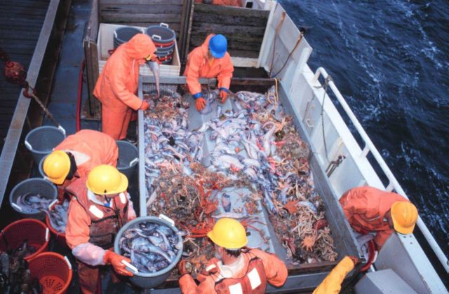 Sorting the catch. Picture