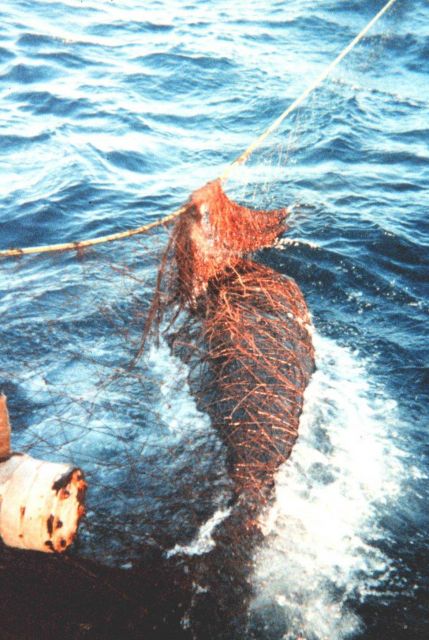 Marine mammal victim of entanglement. Picture