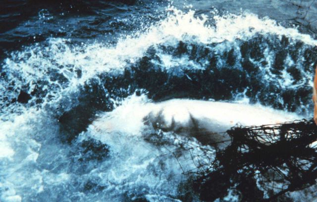 Marine mammal victim of entanglement. Picture