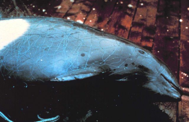 Marine mammal victim of entanglement. Picture