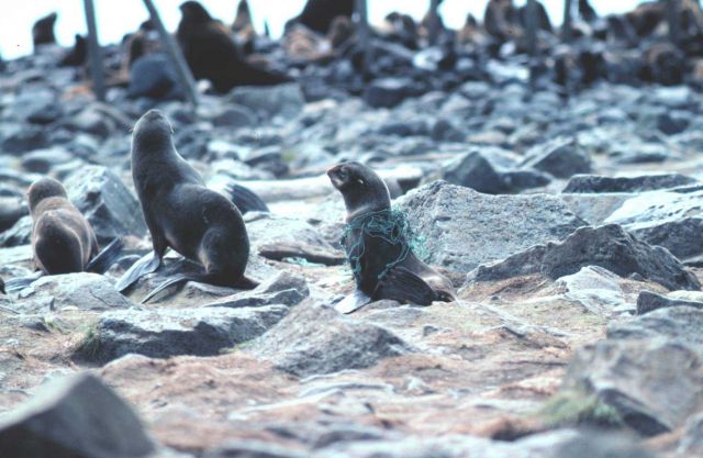 Entangled fur seal Picture