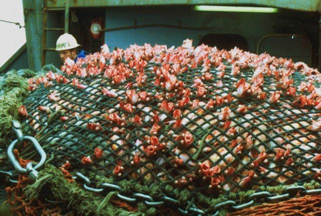 A ghastly view of fish squeezed through the net by the tons of fish trapped within the main body of the net. Picture
