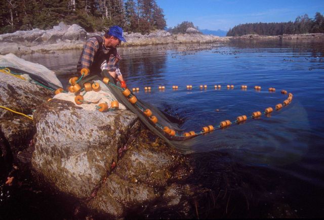 Cliff seining - finishing up the retrieval of a cliff seine near Sitka. Picture