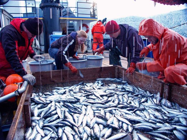 Sorting herring caught during an acoustic trawl survey of Lynn Canal. Picture