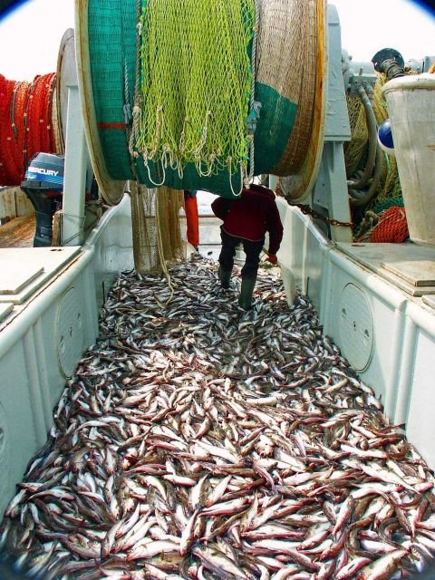 Trawl catch of pollock caught during an acoustic trawl survey. Picture