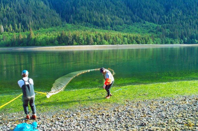 Beach seining. Picture